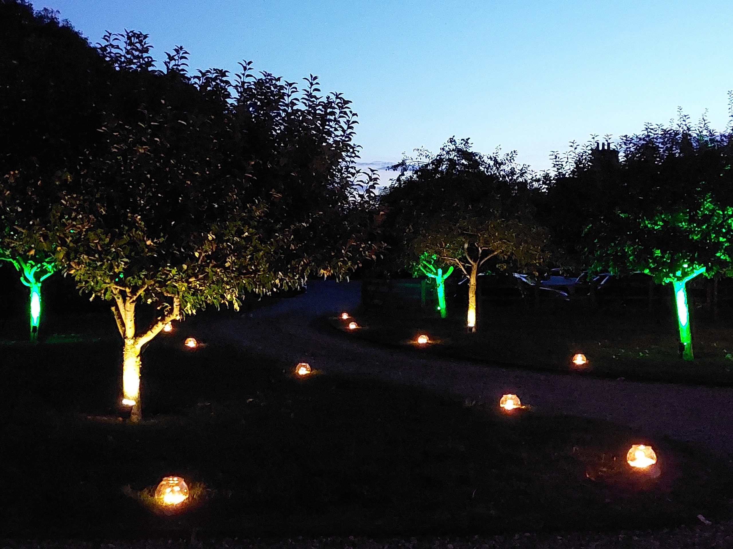 Trees with coloured lights.
